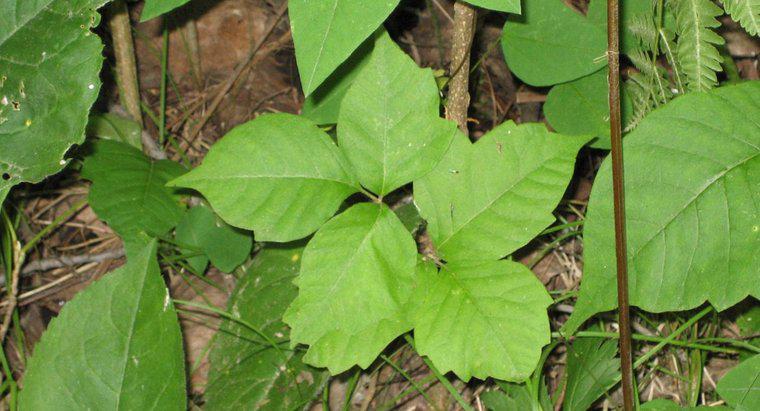 Một số biện pháp tốt để điều trị phát ban do nhiễm độc Ivy là gì?