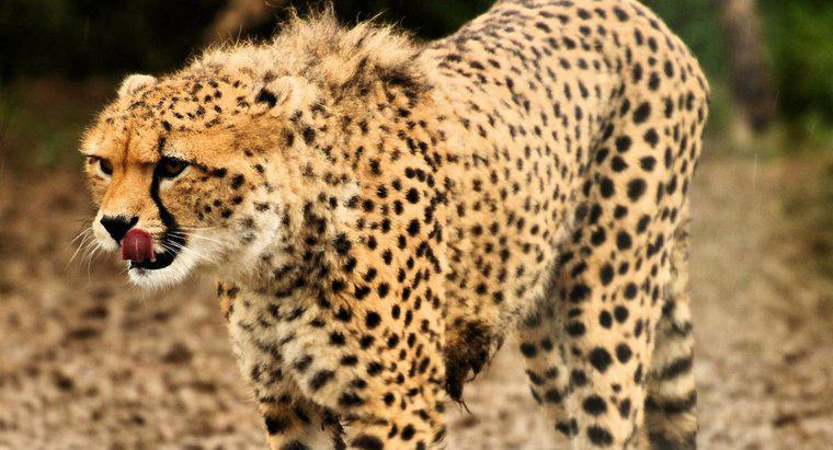 Cheetahs ăn gì?