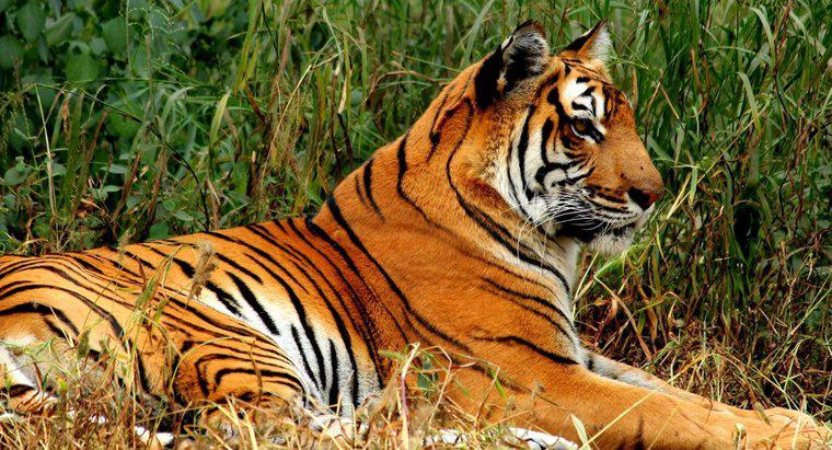 Một số sự kiện thú vị về hổ Bengal cho trẻ em là gì?