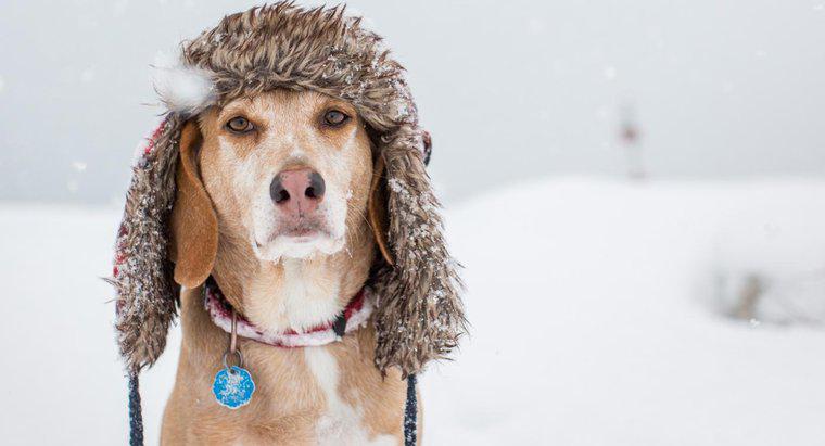 Nhiệt độ nào là quá lạnh đối với chó?