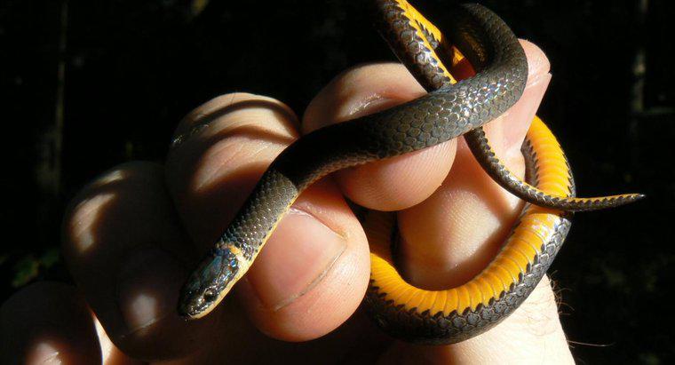 Con rắn màu đen với dải màu vàng là gì?