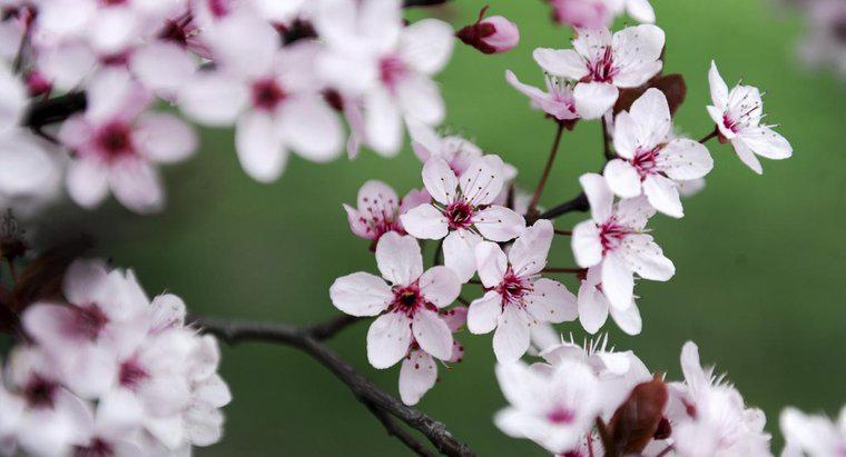 Hoa anh đào tượng trưng cho điều gì trong hình xăm Nhật Bản?