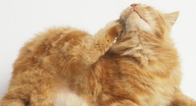 Các vấn đề về da thường gặp nhất ở mèo là gì?