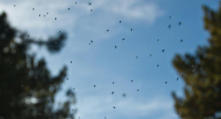 Biện pháp khắc phục hậu quả tốt tại nhà để tiêu diệt sâu bọ là gì?