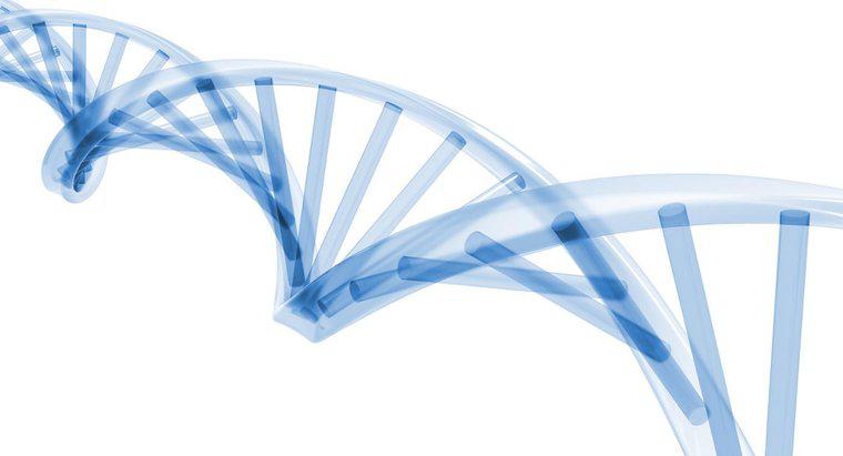Sự nhân đôi DNA xảy ra trong giai đoạn nào của chu kỳ tế bào?