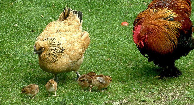 Làm thế nào để gà có thai?