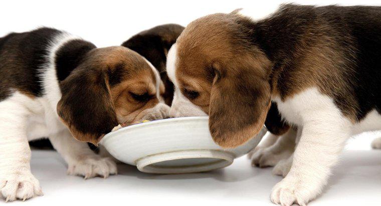 Beagles ăn gì?