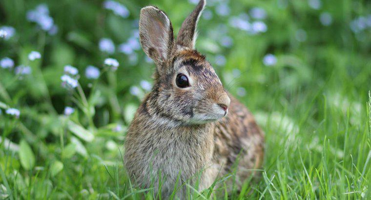 Thức ăn nào cung cấp nhiều chất dinh dưỡng nhất cho thỏ rừng?