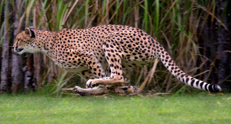 Jaguar chạy nhanh như thế nào?