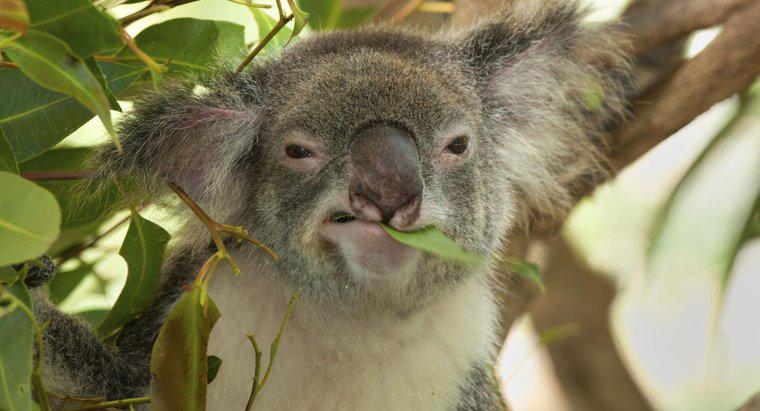 Koala ăn gì?