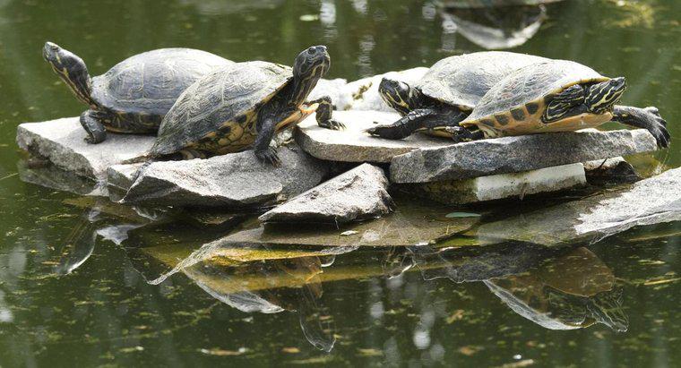 Làm thế nào bạn có thể biết một con rùa bị ăn cắp bao nhiêu tuổi?