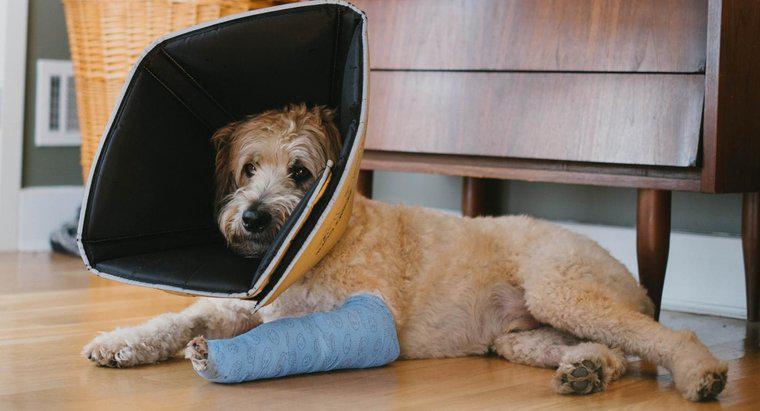 Làm thế nào bạn có thể biết nếu con chó của bạn bị gãy chân?