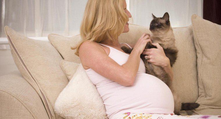 Mèo có thể mang thai ở người không?