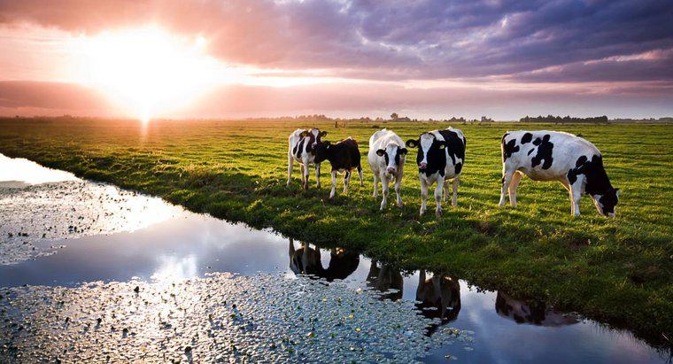 Một con bò uống bao nhiêu nước trong một ngày?