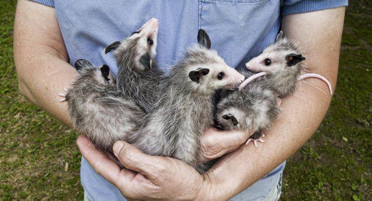 Sự khác biệt giữa Opossum và Possum là gì?
