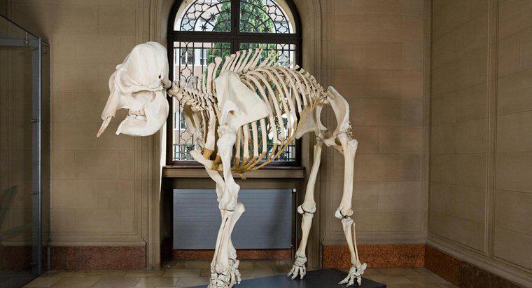Có bao nhiêu xương trong bộ xương voi châu Phi?
