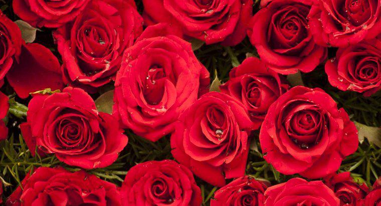 Bài thơ về ngày lễ tình nhân "Roses Are Red" xúc phạm nhất là gì?
