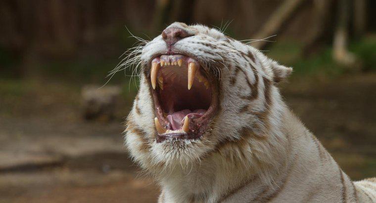 Hổ trắng ăn gì?