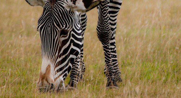 Zebras ăn gì?