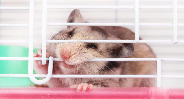 Vết cắn của chuột đồng có nguy hiểm cho người không?