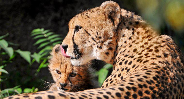 Làm thế nào để Cheetahs nuôi dạy con của họ?