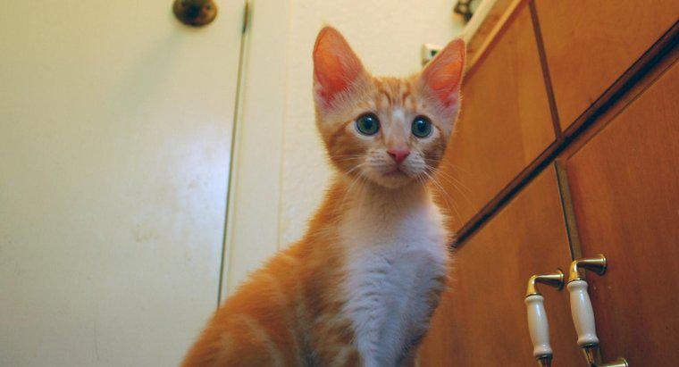 Một số tên cho mèo con màu cam là gì?
