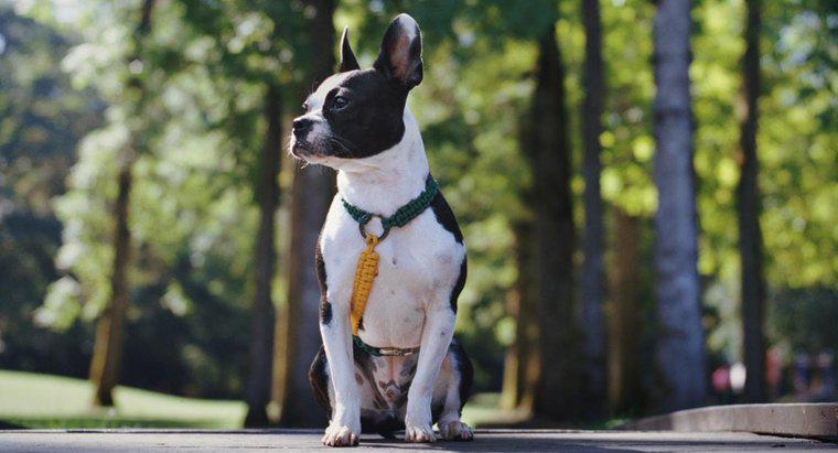 Sự kết hợp giữa Boston Terrier và Bulldog trông như thế nào?