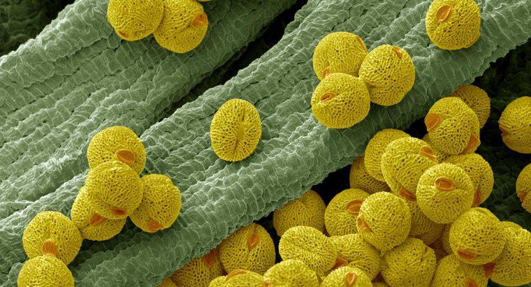 Chức năng của Tế bào Phấn hoa là gì?
