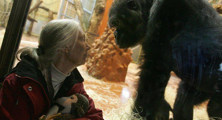 Jane Goodall chết như thế nào?