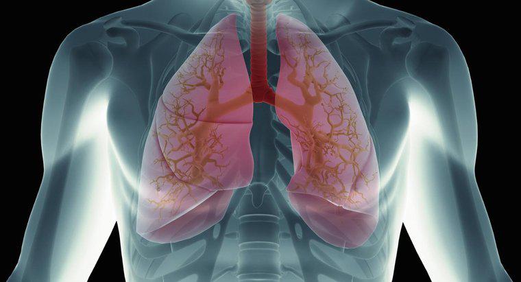 Điều gì sẽ xảy ra khi máu đến phổi?