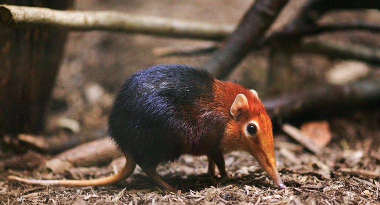 Động vật có vú nhỏ nhất trên trái đất là gì?