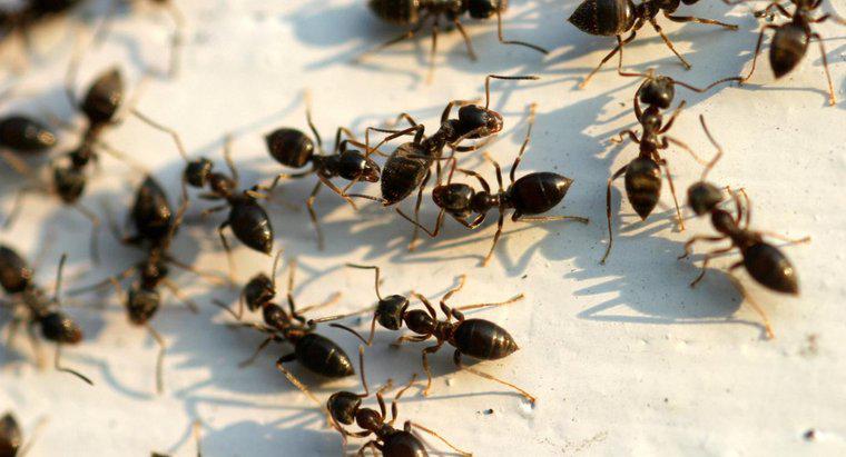 Làm cách nào để thoát khỏi loài kiến ​​đen lớn?