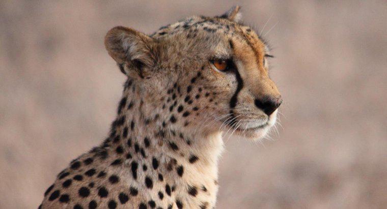 Những gì được bao gồm trong chế độ ăn kiêng của Cheetah?