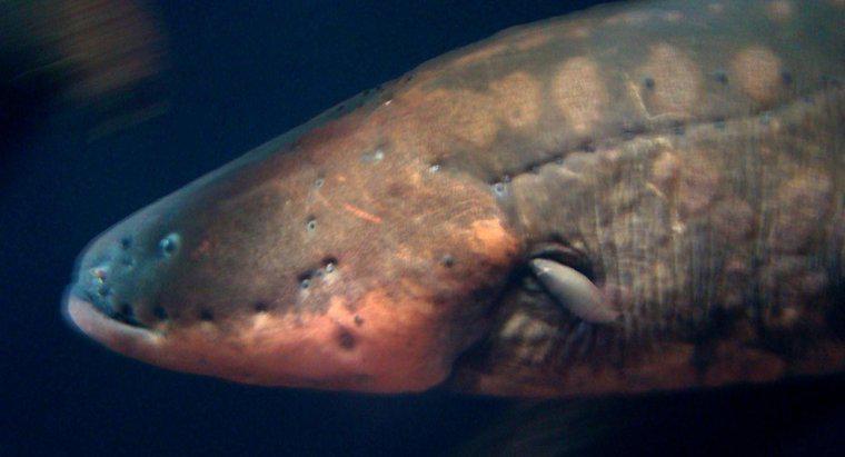 Động vật ăn thịt nào săn Lươn điện?