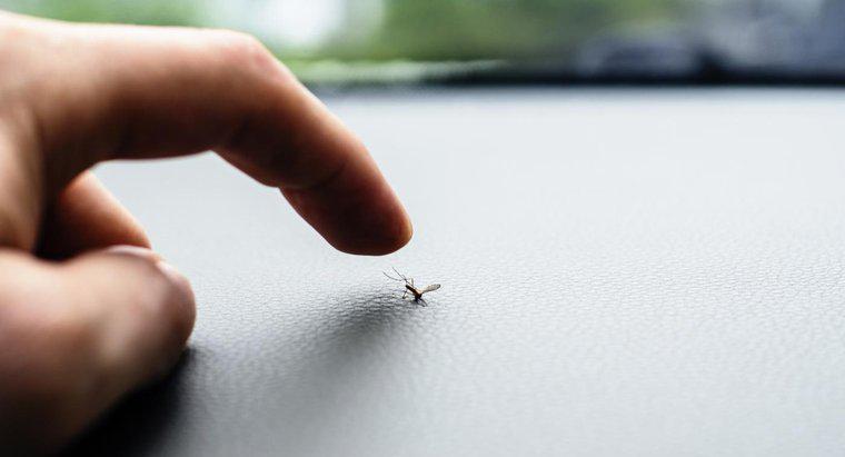 Bạn có thể diệt muỗi bằng thuốc tẩy?