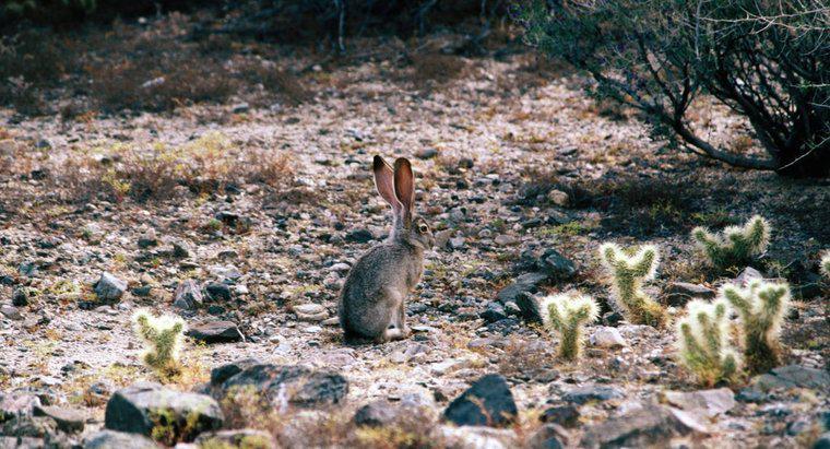 Làm thế nào để Jackrabbits sống sót trong sa mạc?