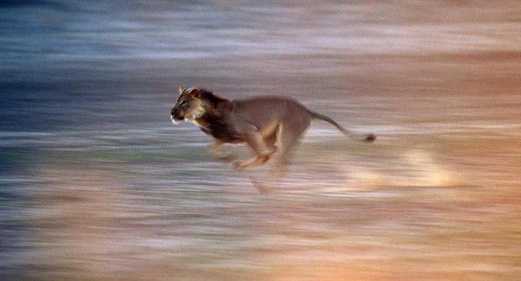 Sư tử có thể chạy nhanh đến mức nào?
