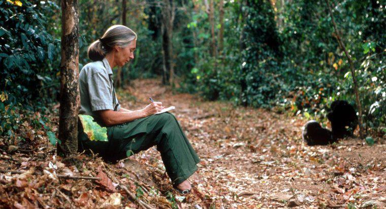 Một số thông tin thú vị về Jane Goodall là gì?