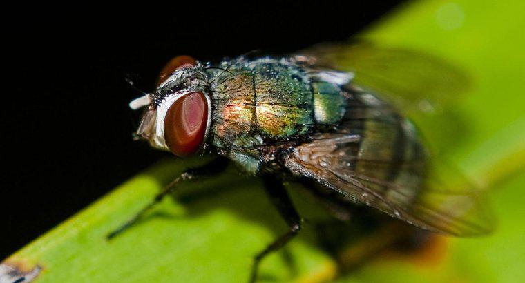 Một con ruồi sống được bao lâu?