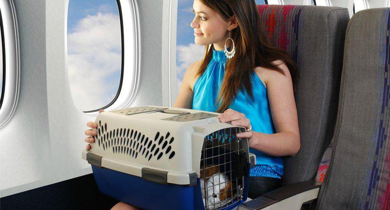Các hãng hàng không tính phí bao nhiêu khi cho thú cưng bay?