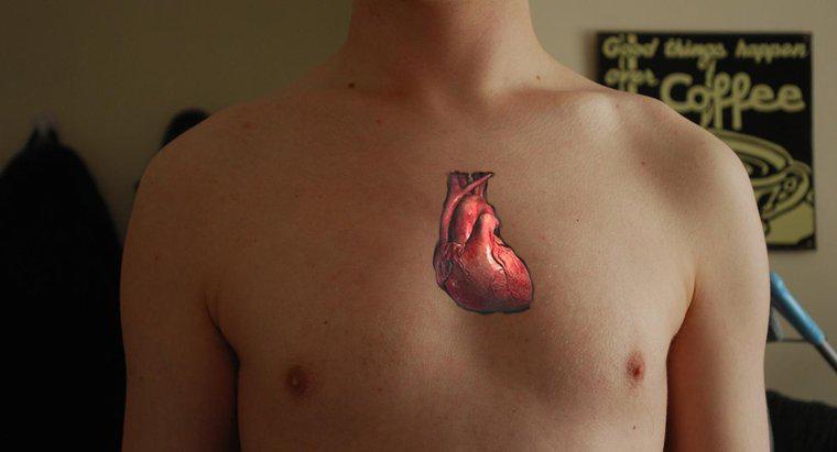 Tại sao trái tim được coi là một máy bơm kép?