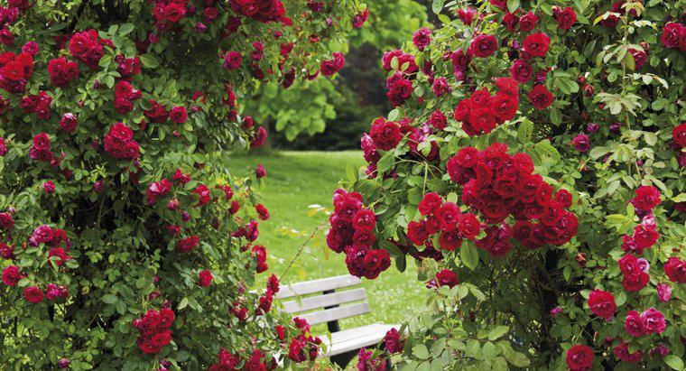 Làm thế nào để bạn tạo ra một loại thuốc diệt nấm tự nhiên cho bụi hoa hồng?