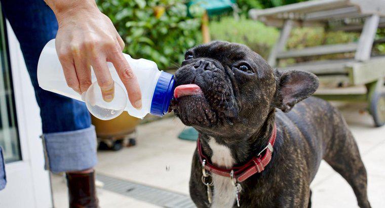 Một con chó có thể sống được bao lâu nếu không có nước?