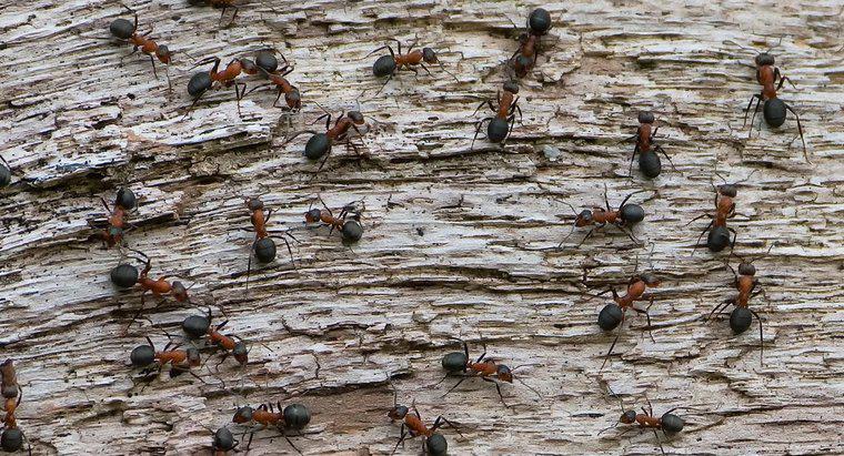 Có bao nhiêu loài kiến ​​trên thế giới?