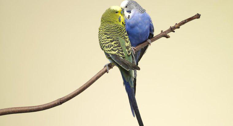 Làm thế nào để Parakeets tái tạo?