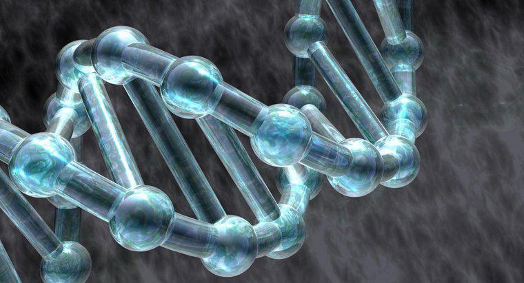 Protein có vai trò gì trong quá trình sao chép DNA?