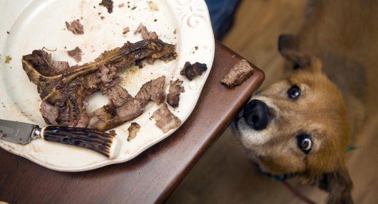 Tôi có thể cho con chó của tôi ăn xương bít tết không?