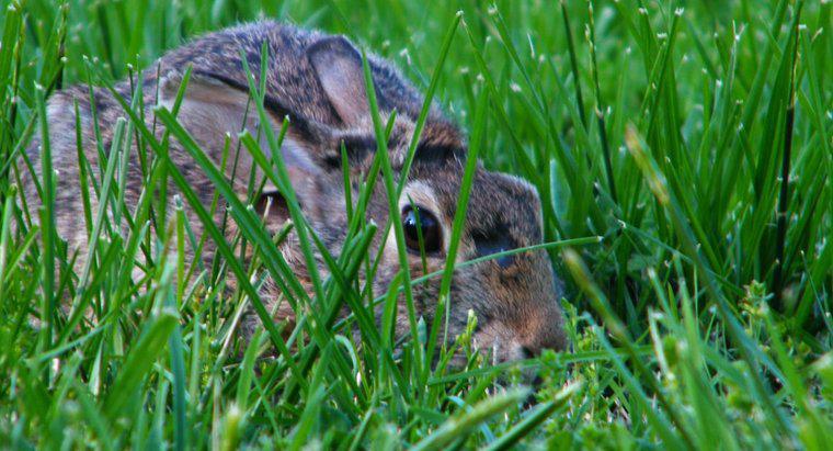 Tại sao Thỏ lại Đào lỗ trong Bãi cỏ và Vườn?