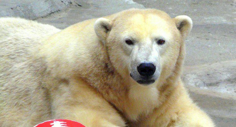 Trọng lượng trung bình của một con gấu Bắc Cực trưởng thành là bao nhiêu?