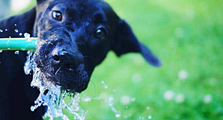 Tại sao con chó con của tôi uống nhiều nước?